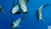 blue planet dolphin GIF by BBC America