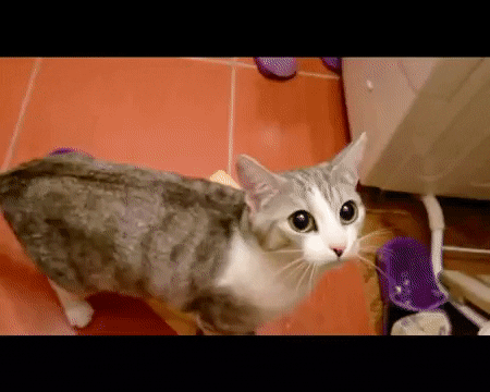 cuteanimalland giphyupload GIF