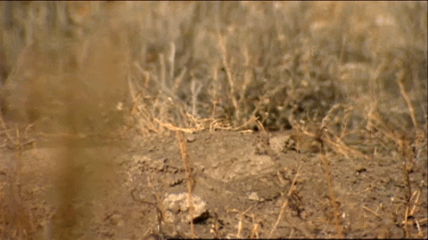 Ferret Digging GIF by U.S. Fish and Wildlife Service