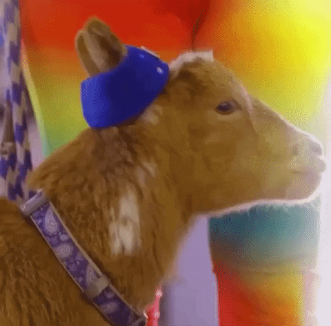 soliel123 goat excuse me GIF