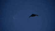 Air Force Homecoming GIF by Norwich University