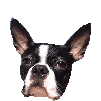 boston terrior STICKER by imoji