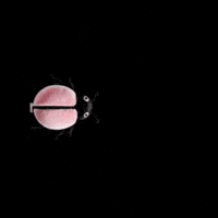 Nissart sweet pastel wings bug GIF