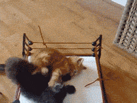 cat fighting GIF