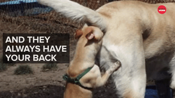 Why Animals Make The Best Friends