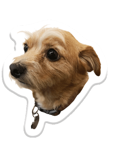 dog Sticker by Pets Add Life