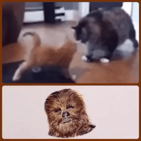 catsofvine GIF by The Videobook