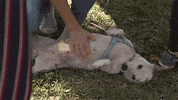 Dog Puppy GIF by Miami Open