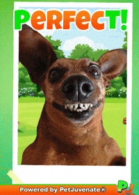 Puppy Dog Eyes GIF by PetJuvenate - PJ