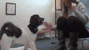 mercyhurst university GIF by MercyhurstU