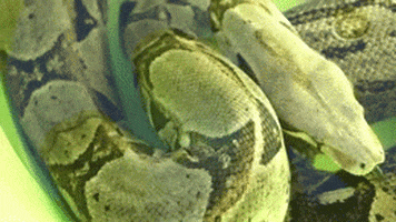 boa constrictor snake GIF