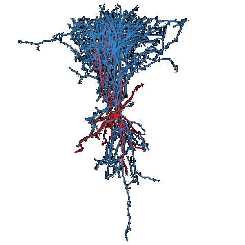 AllenInstitute neuron neurons allen institute Sticker