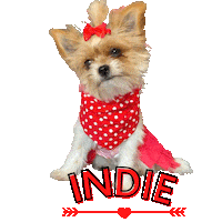 Lady In Red Indie Dog Sticker
