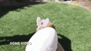 GIF by Nat Geo Wild