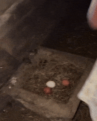 Get Out No GIF