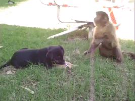 Monkey Shares a Lollipop With a Puppy