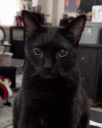Black Cat Wink GIF