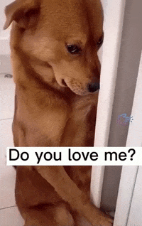 LikeeUS puppy dogs cutie GIF