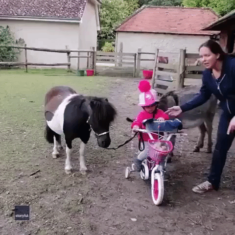Toddler Takes on Cycling Challenge With Pony, Chicken and Guinea Pig for Company