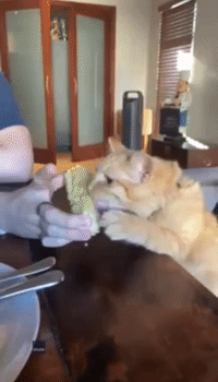Watch Out 'Corn Kid', This Cat May Be Trying to Steal Your Crown