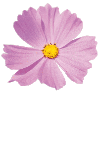 fattoriadelleerbe pink nature flowers garden Sticker