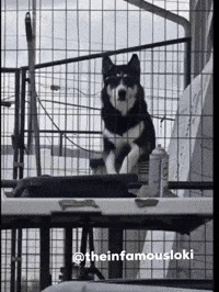Fire Lol GIF by Loki
