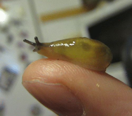 slug dancing GIF