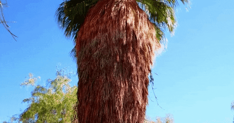 california fan palm la trees GIF by alixmcalpine