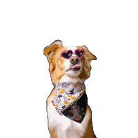 bpvpdesign aussie australian shepherd dog bandana bpvpdesign Sticker