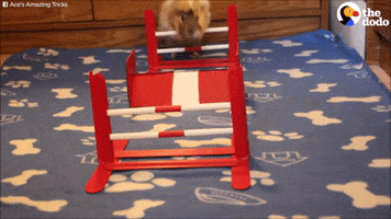 GIF by The Dodo