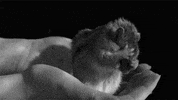 critter GIF