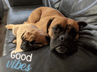 Dogs Vibe GIF