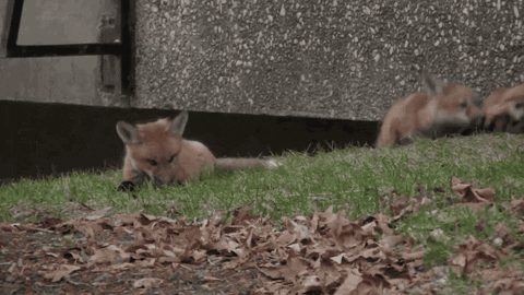 wisconsin foxes GIF by uwmadison