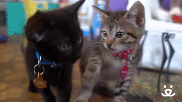 F O S T E R A KITTEN