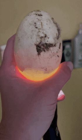 Riggan9316 giphygifmaker giphygifmakermobile GIF