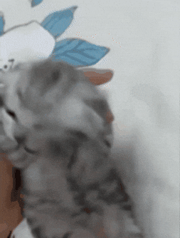Cat Crying GIF