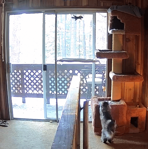 shawnhoffman0ef8 giphyupload GIF