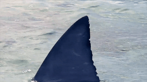 Uh Oh Discovery GIF by Shark Week
