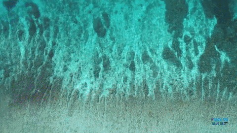 BlueMarineF giphygifmaker ocean marine conservation GIF
