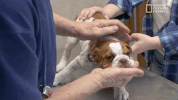 the incredible dr pol season 12 episode 6 GIF by Nat Geo Wild 