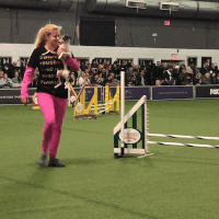 dog show GIF by Westminster Kennel Club
