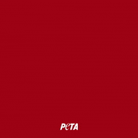Animal Rights GIF by PETA