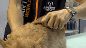 Dogs Stripping GIF by Artero Professional Line