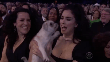 Grammy Awards Puppy GIF by Recording Academy / GRAMMYs
