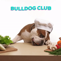 bulldog_club dog vegan bulldog comer GIF