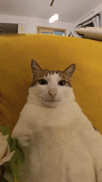 Smiling Cat Bao Bao GIF