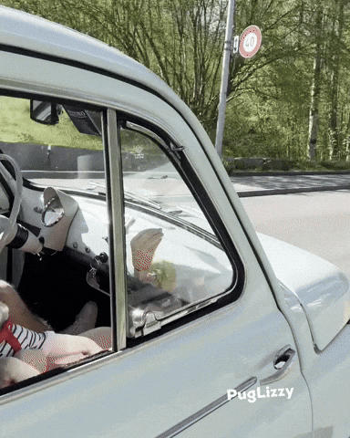 Road Trip Carlin GIF