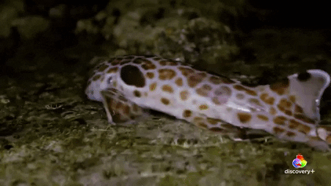 yaronzilberstein giphygifmaker GIF