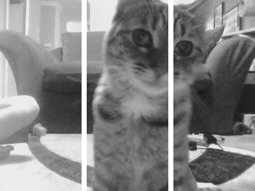 cat split depth GIF