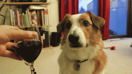 dog wine GIF